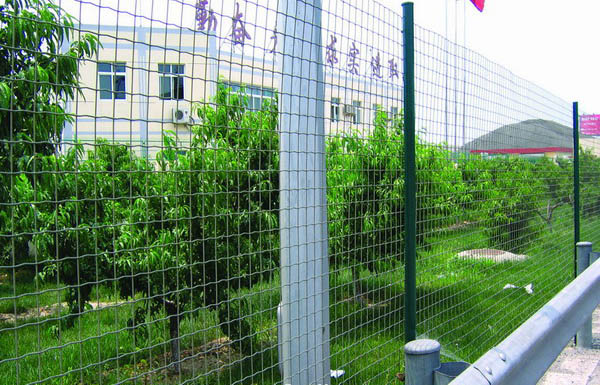 供应喷塑荷兰网-优质喷塑荷兰网