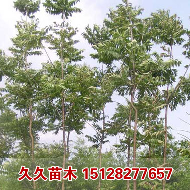 久久苗圃基地热销价格合理的千头椿