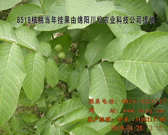 优质核桃苗