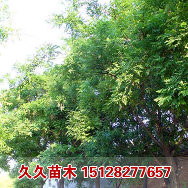 久久苗木基地批发乔木类国槐