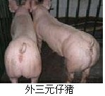 15366972888急需大量出售