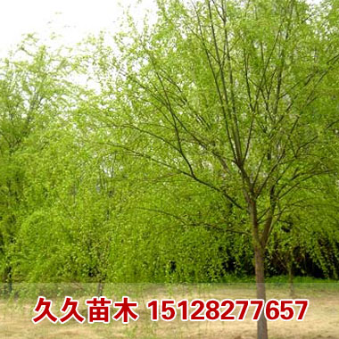久久苗木基地供应价格合理的金丝垂柳