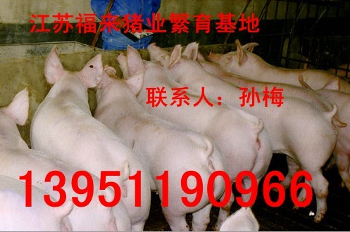 福来猪业常年供应太湖母猪二元１３９５１１９０９６６