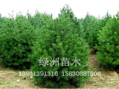 白皮松|白皮松价格白皮松小苗—绿洲苗圃供应
