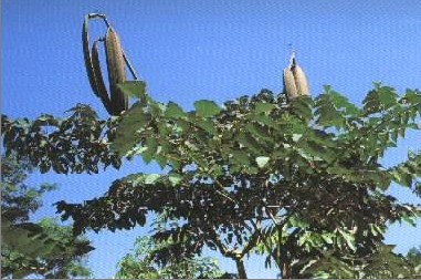 长期大量供应白杨素