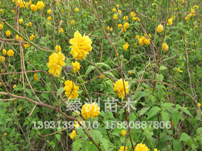 棣棠|棣棠价格棣棠小苗棣棠培植—绿洲苗圃供应