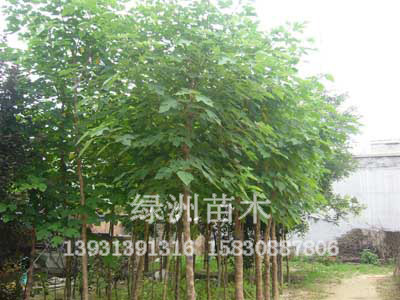 构树|构树价格构树小苗构树培植—绿洲苗圃供应