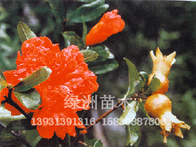 花石榴花石榴价格花石榴小苗-绿洲供应