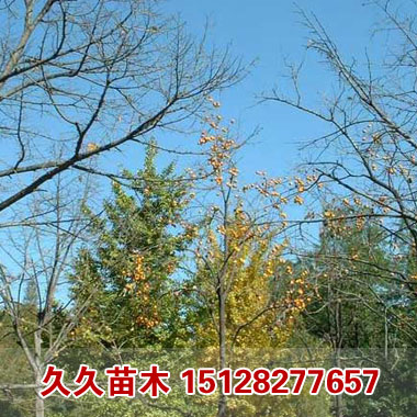 柿子树|柿子树价格|柿子树供应商|种植柿子树-久久柿子树苗圃
