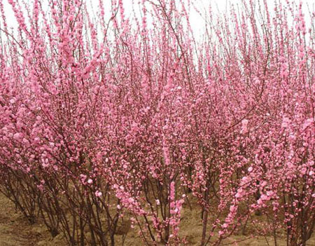 福缘绿化苗木基地出售榆叶梅