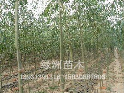 1公分-10公分美国竹柳绿洲苗圃大量供应