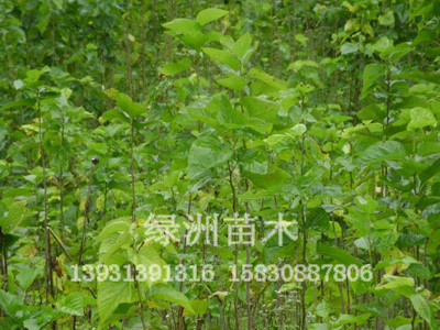 1公分-10公分桑树大量供应—绿洲