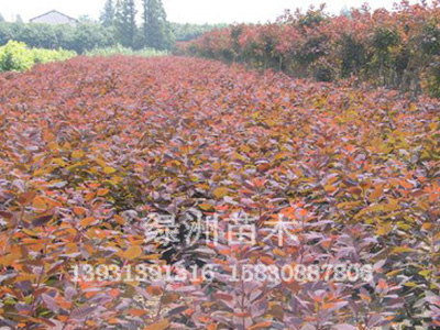 1公分-10公分蜀桧大量供应—绿洲