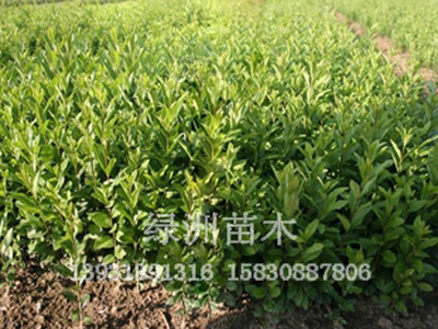 1公分-10公分丝棉木绿洲苗木供应