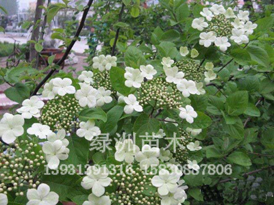 4公分天目琼花绿洲苗圃场供应