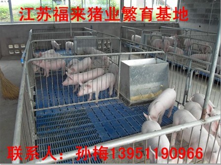 孙梅常年供应三元仔猪１３９５１１９０９６６货到付款