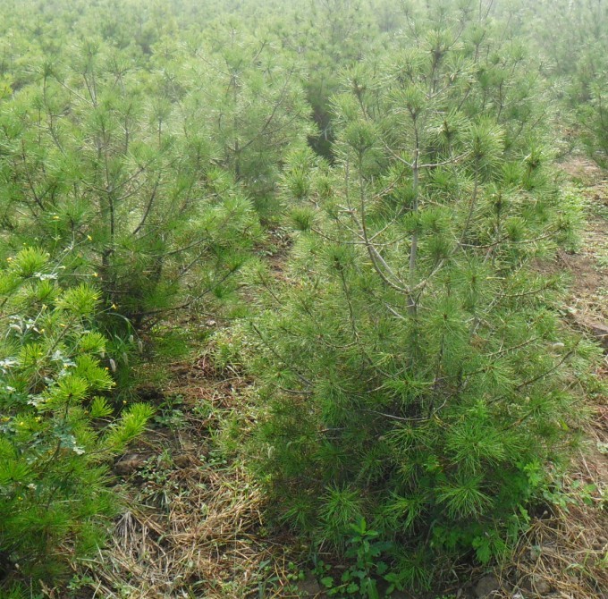 山西白皮松，油松，华山松，国槐，刺槐