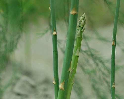 供应进口芦笋种子UC3000 F1