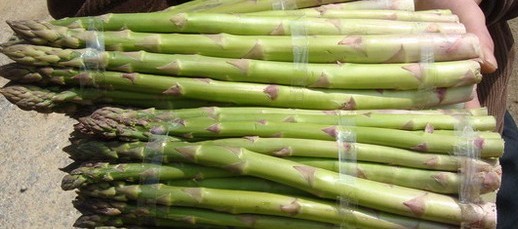 供应芦笋种子-冠军一号F1