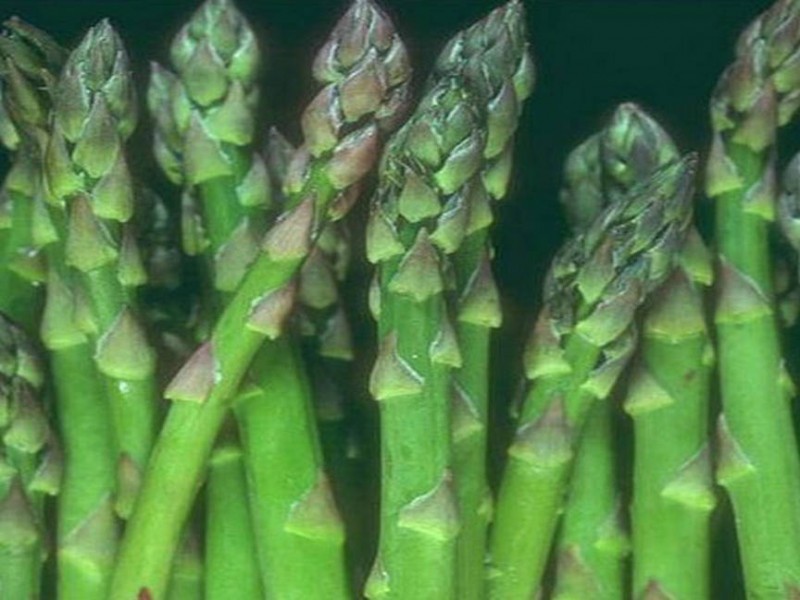 供应芦笋种子荷兰全雄