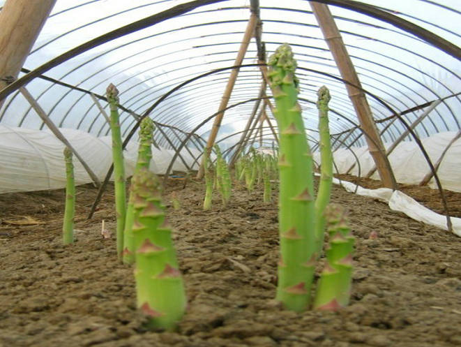 供应芦笋种子美国将军