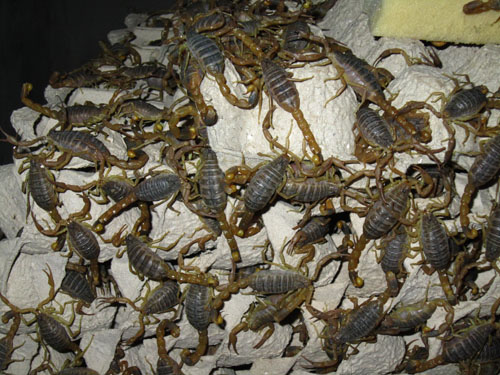 上海蝎子/上海蝎子养殖/上海蝎子养殖技术