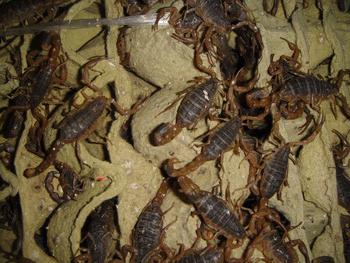 上海蝎子价格/上海蝎子种虫价格 / 上海蝎子种虫价格