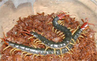 上海蜈蚣价格/上海蜈蚣种虫价格 / 上海蜈蚣种虫价格