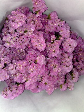 供应鲜切花勿忘我（图）