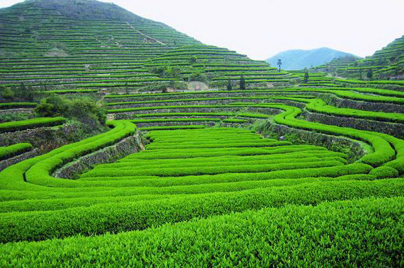 茗家真传秋茶新香上市