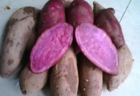紫番薯  各种粮食类最新批发价