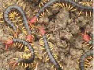 蜈蚣|湖南蜈蚣|长沙蜈蚣|蜈蚣养殖|蜈蚣网|中国蜈蚣网...