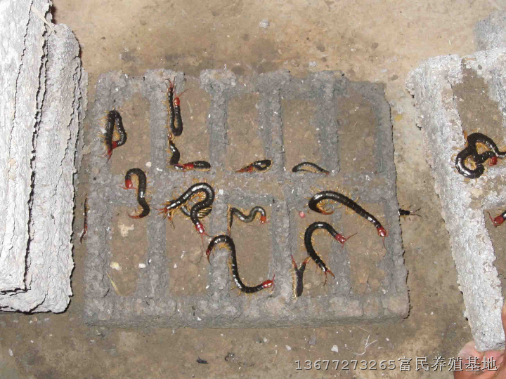 上海蜈蚣-上海蜈蚣种虫价格-上海蜈蚣养殖销售基地