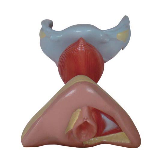 女性内外生殖器模型,生殖器解剖模型,人体解剖教具
