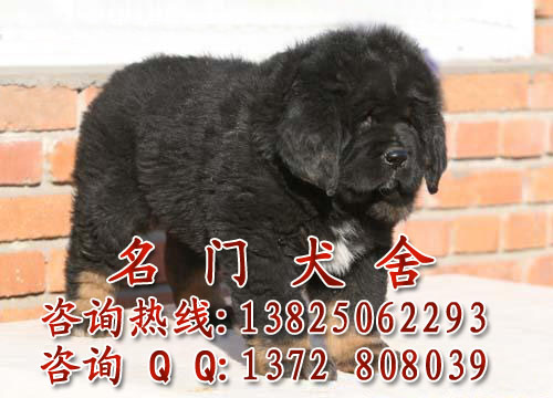 长期批发纯种藏獒 广州名门犬舍出售藏獒保证健康纯种