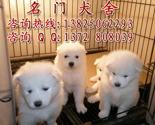 广州萨摩耶好不好养 广州萨摩耶幼犬 广州什么地方有卖萨摩耶