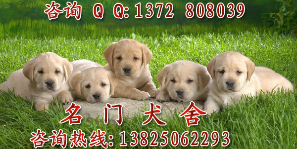 广州拉布拉多幼犬 广州拉多好不好养 广州拉多价格