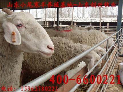 中国养牛网|北京养牛网|养牛技术|养牛成本
