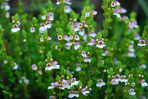 Eyebright Extract小米草提取物