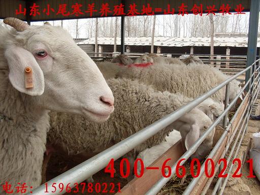 圈养羊视频 圈养羊羊舍建设 圈养羊吃什么 如何圈养羊