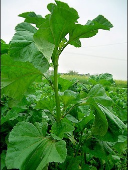 冬寒菜 冬葵