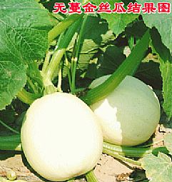无蔓金丝瓜种子 搅丝瓜