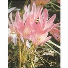 秋水仙碱，雪胆素，隐丹参酮，栀子苷