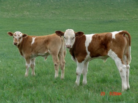 什么地方的养牛场多 哪里的养牛场有卖小牛犊的