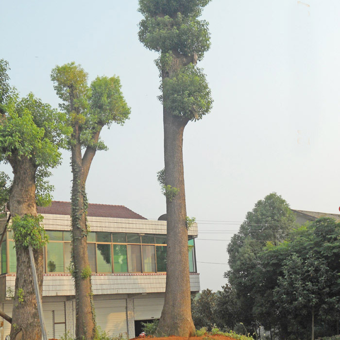 移栽香樟树