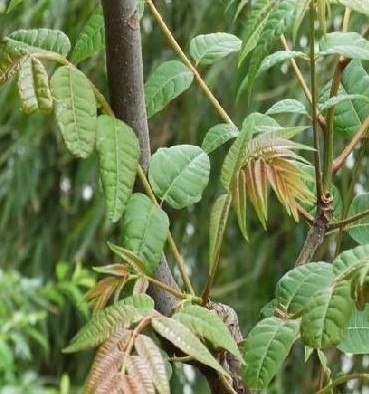 供应:香椿,香椿树,香椿价格,香椿图片,香椿基地,香椿,香椿