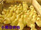 鹅苗价格低廉品种齐全，销售鸭苗鸭蛋鹅蛋