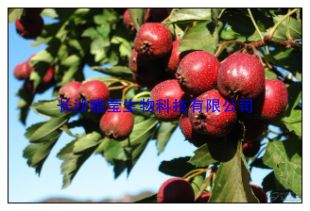 长沙雅莹供应山楂酸