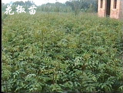 山西花椒苗 刺槐苗 黄连木 连翘 品种核桃苗 苹果苗