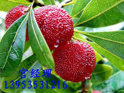 供应防水杨梅袋.出口杨梅袋